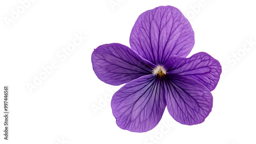 Small Delicate Violet Flower with Rich Purple Petals, Isolated on White Background