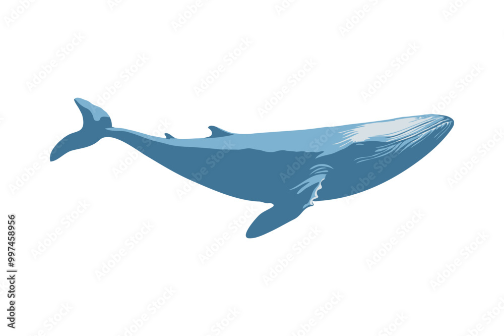 Fototapeta premium Vector clipart of a gracefully swimming whale