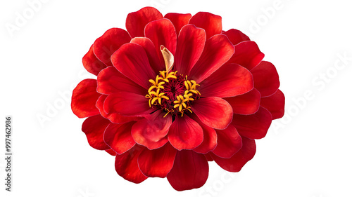 Bold Red Zinnia with Layered Petals and a Yellow Center, Isolated on White Background