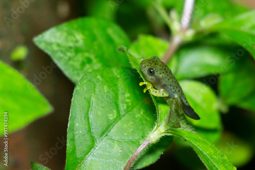 tadpole. tree frog tadpole