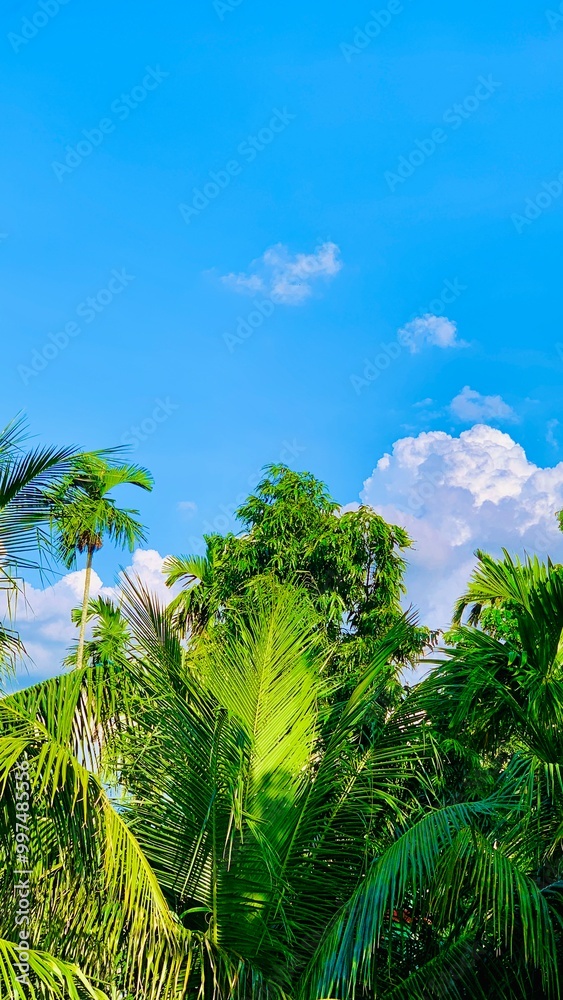 Obraz premium tropical palm trees