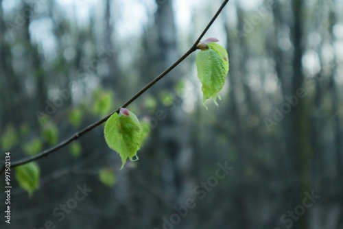 green leaves on a branch