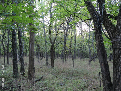 Dirt Trail in the Woods of Suburban Olathe KS