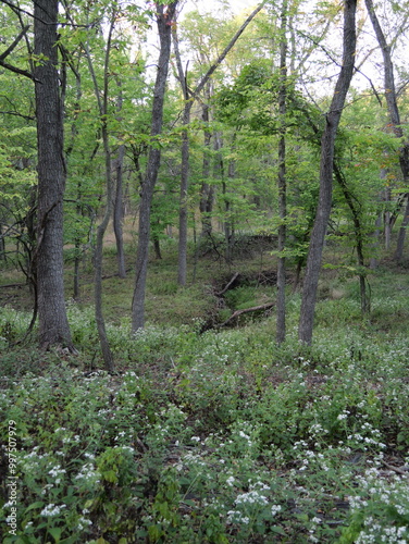 Dirt Trail in the Woods of Suburban Olathe KS