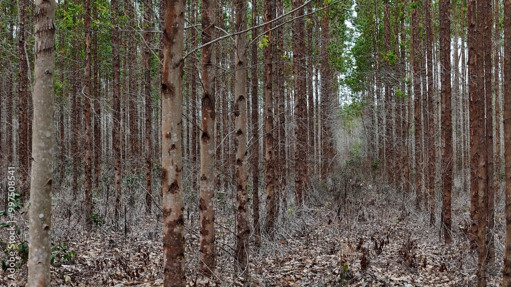Obraz premium conde, bahia, brazil - september 10, 2024: eucalyptus plantation for cellulose production in the city of Conde.