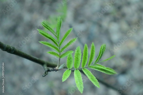 close up of a plant