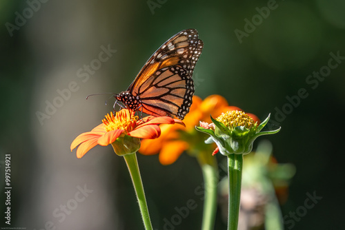 Monarch butterfly on Mexican sunflower.