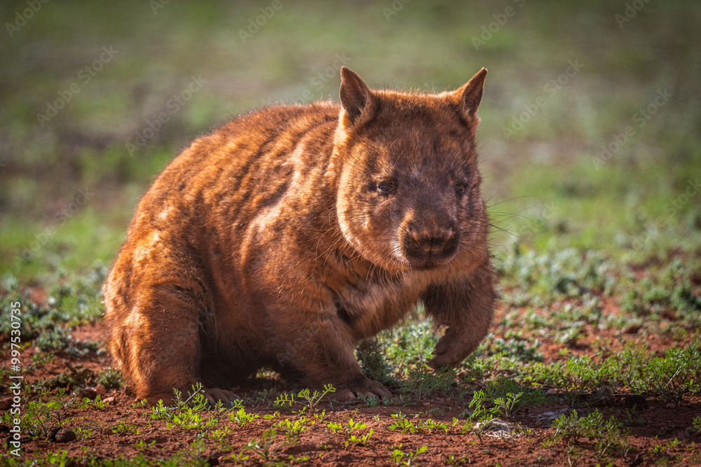 southern hairy-nosed wombat #2 southern hairy-nosed wombat #2