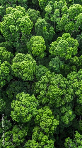 Aerial view of dense green forest canopy