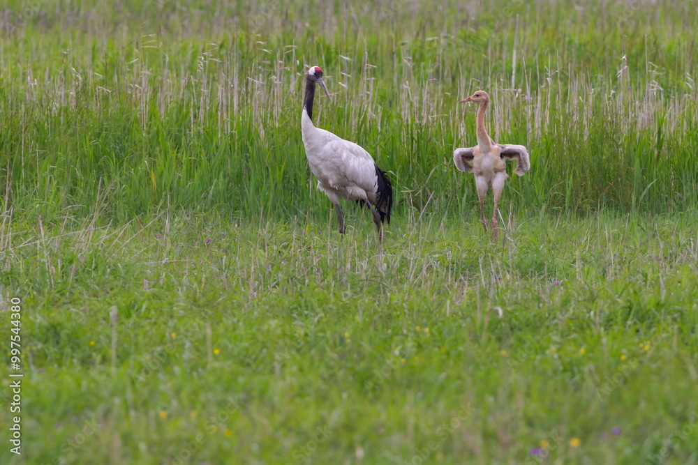 Obraz premium タンチョウ鶴の親が子供の鶴に飛び方を教えている