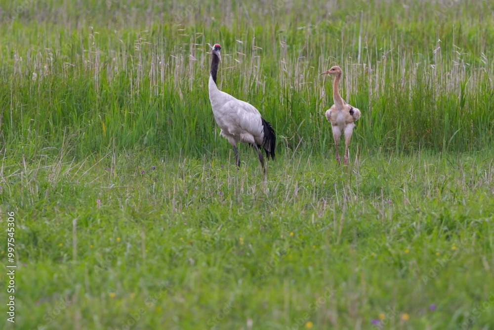 Naklejka premium タンチョウ鶴の親が子供の鶴に何かを伝えている