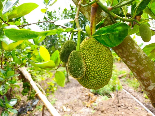 Close up of Jackfruit in the garden, preparing to harvest, Vinh Long town, Mekong Delta Vietnam. photo