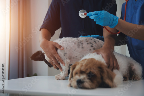 At a modern veterinary clinic, a Panshi Tzu puppy sits on an examination table. Meanwhile, a female veterinarian assesses the health of a healthy dog ​​being examined by a professional veterinarian. photo