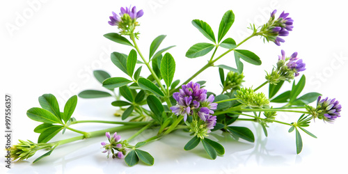 Close-up of isolated Alfalfa plant (Medicago sativa) on white background, Alfalfa, Medicago sativa, plant, green, leaf