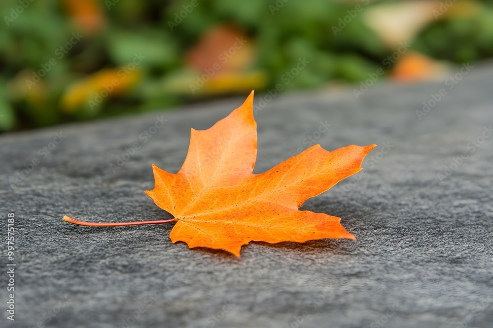 Vibrant Orange Maple Leaf on Textured Rock Surface in Autumn Landscape Vibrant Orange Maple Leaf on Textured Rock Surface in Autumn Landscape