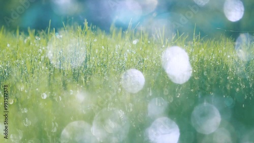 日の光を浴びて水滴がキラキラと輝く緑の芝・草原・朝露・野原の背景　アウトドア・自然・スポーツ・朝日のイメージ　