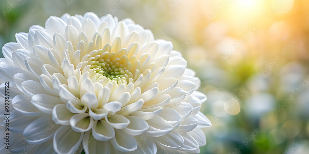 Close up of a large white chrysanthemum flower against a soft blurred background, chrysanthemum, white, flower, petals, close-up