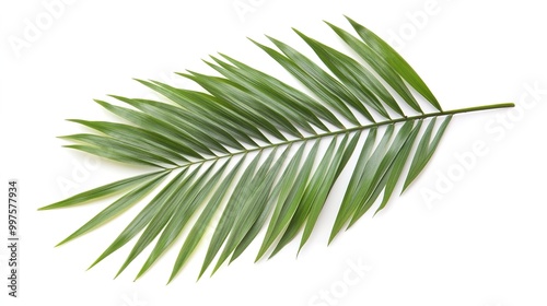 Isolated Green Palm Leaf on White Background