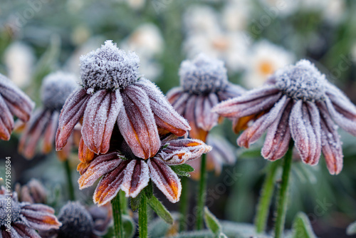 Wall Mural Rudbeckia yellow flowers covered with hoarfrost