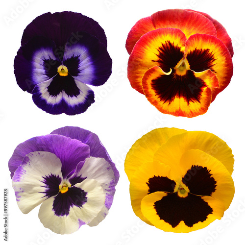 Collection head pansy isolated on white background. Beautiful spring flowers. Flat lay, top view