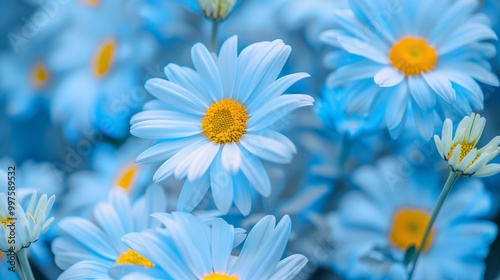 Stunning vibrant blue daisies blossoming botanical natural environment