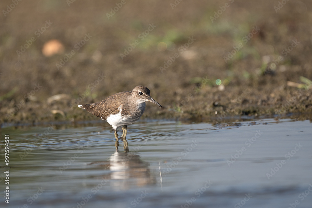Common Sandpiper foraging in the river. The common sandpiper (Actitis hypoleucos ) is a small Palearctic wader. Common Sandpiper foraging in the river. The common sandpiper (Actitis hypoleucos ) is a small Palearctic wader.