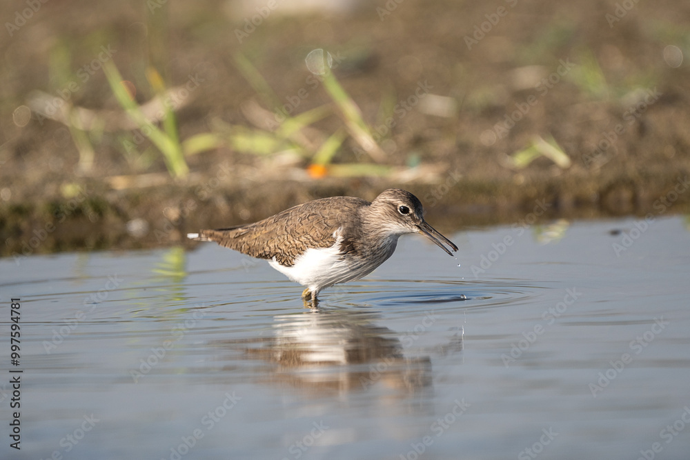 Fototapeta premium Common Sandpiper foraging in the river. The common sandpiper (Actitis hypoleucos ) is a small Palearctic wader.