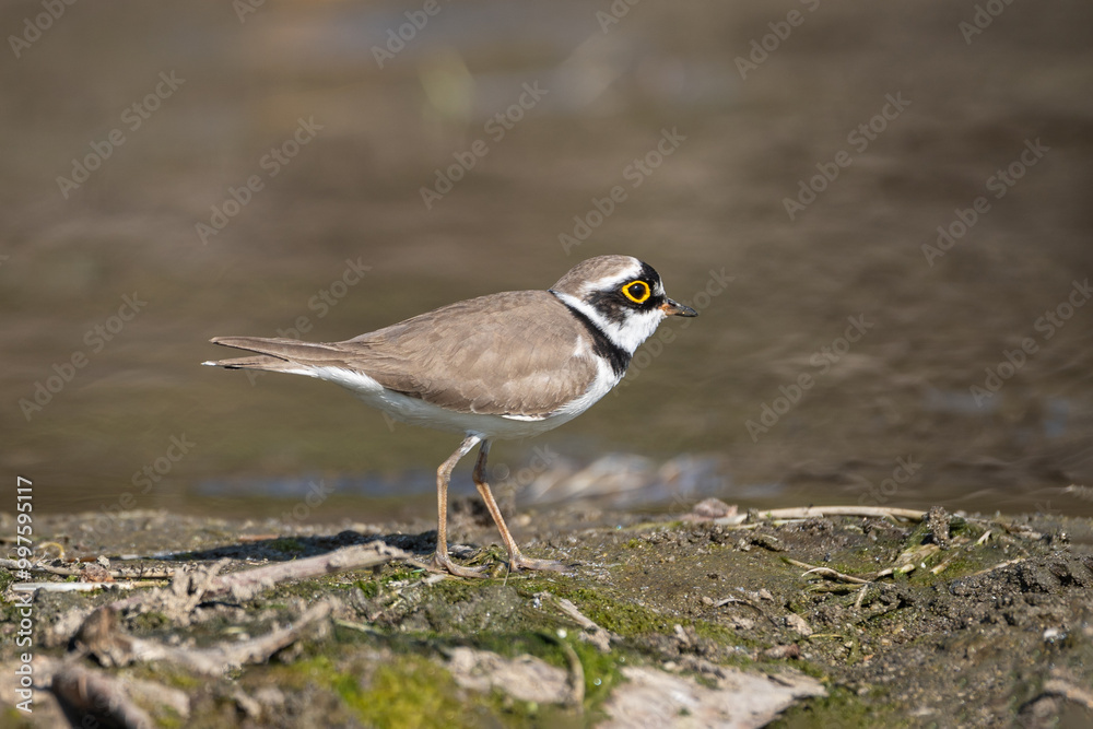 Little Ringed Plover on its habitat. The little ringed plover (Charadrius dubius ) is a small shorebird with distinctive black neck rings, yellow eye-ring, and a preference for open habitats Little Ringed Plover on its habitat. The little ringed plover (Charadrius dubius ) is a small shorebird with distinctive black neck rings, yellow eye-ring, and a preference for open habitats