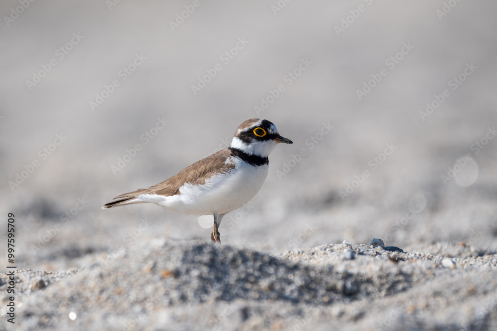 Little Ringed Plover on its habitat. The little ringed plover (Charadrius dubius ) is a small shorebird with distinctive black neck rings, yellow eye-ring, and a preference for open habitats Little Ringed Plover on its habitat. The little ringed plover (Charadrius dubius ) is a small shorebird with distinctive black neck rings, yellow eye-ring, and a preference for open habitats