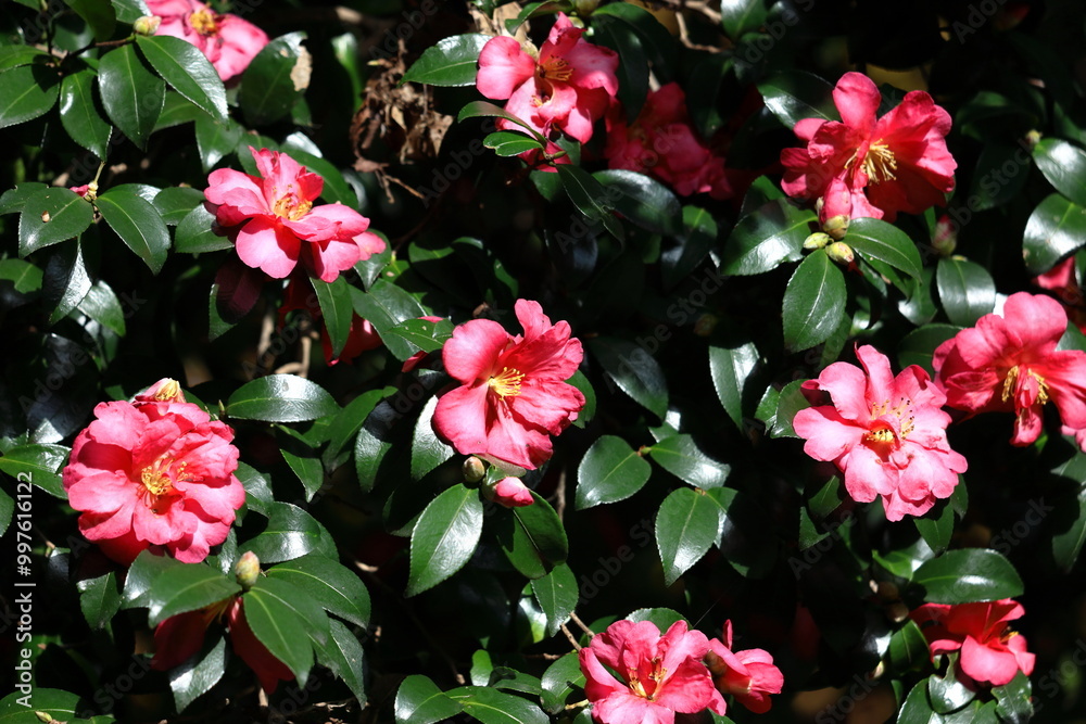 Obraz premium 冬の寒空に咲く