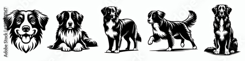 Set of nova scotia duck tolling retriever vector silhouette illustration collection, dog breed clip art element design 