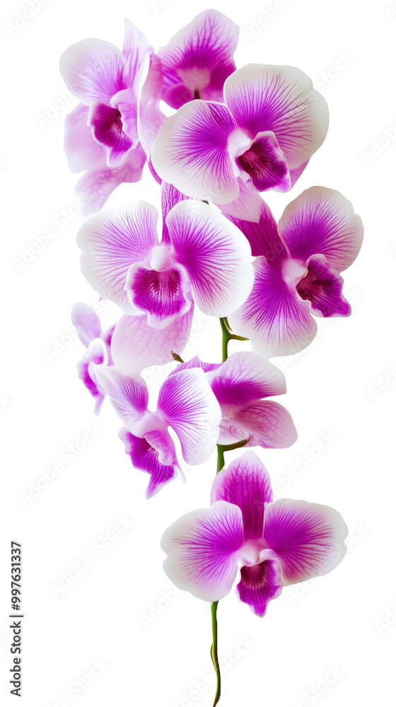 High-Quality PNG Purple Orchids Isolated on White Background – High Resolution High-Quality PNG Purple Orchids Isolated on White Background – High Resolution