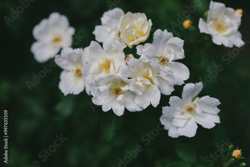 Fototapeta Naklejka Na Ścianę i Meble -  Close up cluster of white roses with yellow centers in the garden