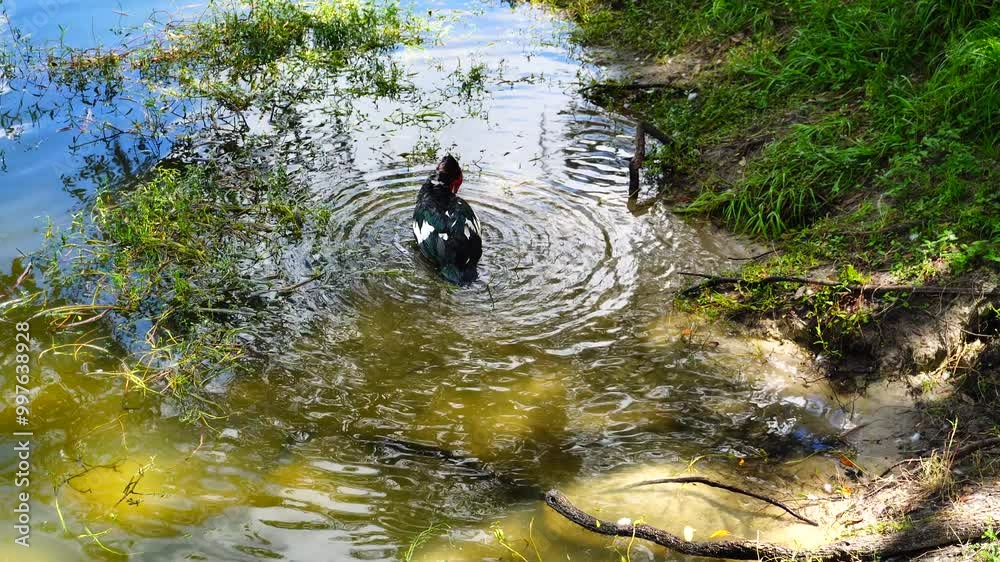 duck, is cleaning feather in a pond duck, is cleaning feather in a pond