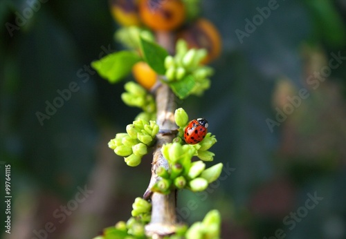 ladybug on a cofee flower