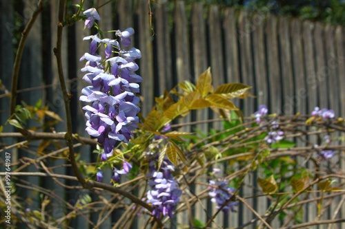 forget me not flower