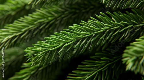 Close-up of lush green pine needles in a forest setting