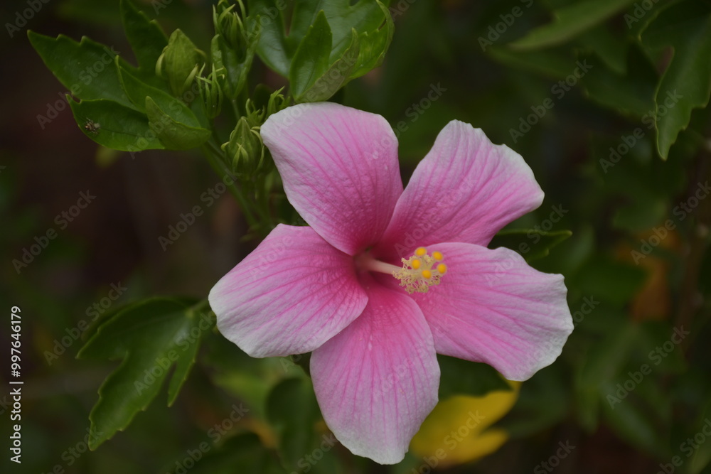 pink hibiscus flower Full bloom and soft blur background pink hibiscus flower Full bloom and soft blur background