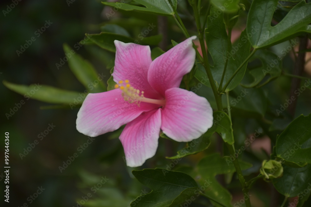 pink hibiscus flower Full bloom and soft blur background pink hibiscus flower Full bloom and soft blur background
