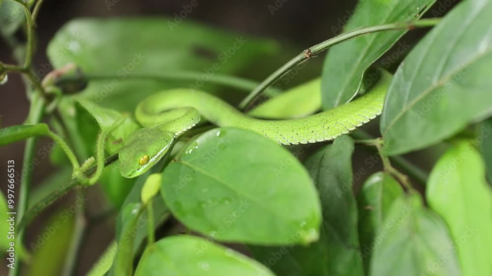 Trimeresurus albolabris (white-lipped tree viper) Trimeresurus albolabris (white-lipped tree viper)