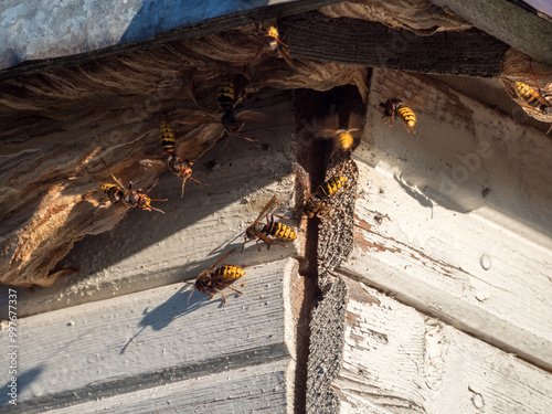 hornets nest under the roof