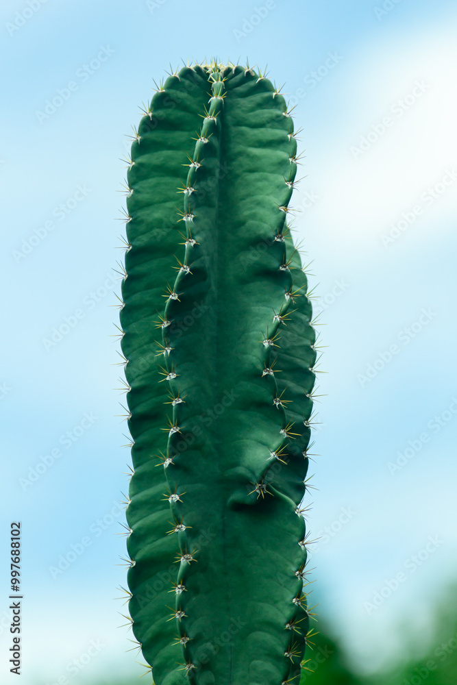 Naklejka premium Big cactus against blue sky background.