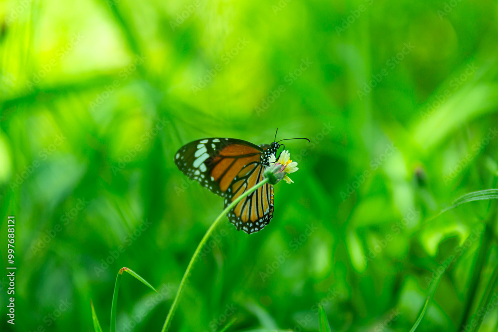 Yellow butterfly on a flower in the garden. Yellow butterfly on a flower in the garden.