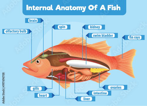 Internal Anatomy of a Fish