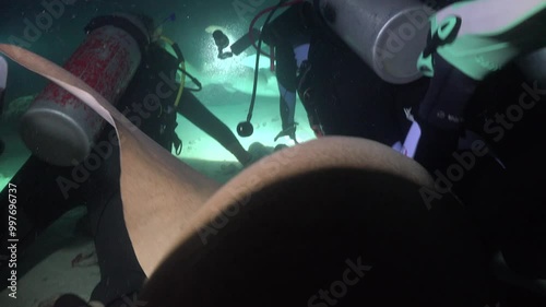 Shot from close range. A nurse shark has pushed its snout under the fins of a diver who is watching the other sharks and does not see or feel it photo