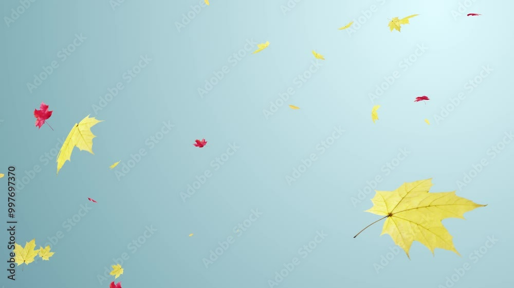Maple Fall on Pastel background Loop. Maple leaves falling on pastel background in a seamless loop.
Maple Fall on Pastel background Loop. Maple leaves falling on pastel background in a seamless loop.