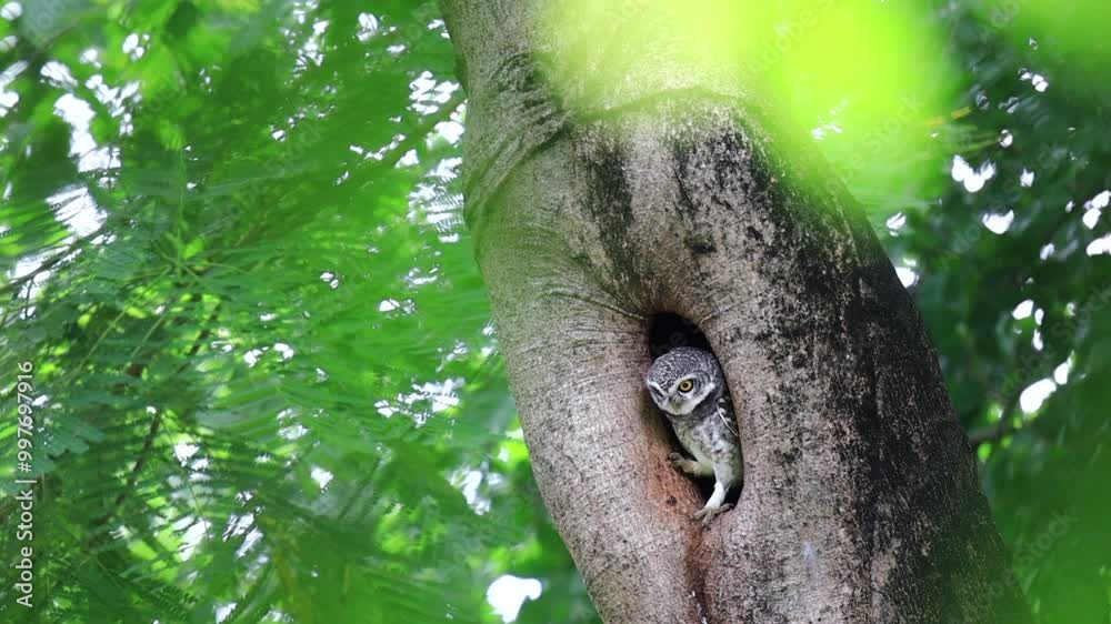 Spotted Owlet, Athene brama standing in hollow tree nest in forest park, Owl with yellow big eyes, white eyebrows and neck-band, stare down Spotted Owlet, Athene brama standing in hollow tree nest in forest park, Owl with yellow big eyes, white eyebrows and neck-band, stare down
