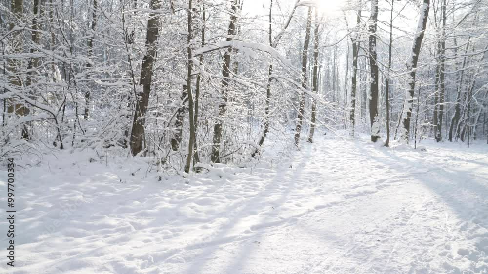 Trail runner woman dressed bright red windproof jacket jogging picturesque snowy forest path during sunny frosty day. Sporty active people and winter training concept 4K footage. Trail runner woman dressed bright red windproof jacket jogging picturesque snowy forest path during sunny frosty day. Sporty active people and winter training concept 4K footage.
