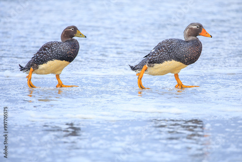 Flying steamer ducks (Tachyeres patachonicus)  near the ocean - Falkland Islands. photo