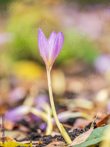 Autumn purple crocuses bloomed above the ground.